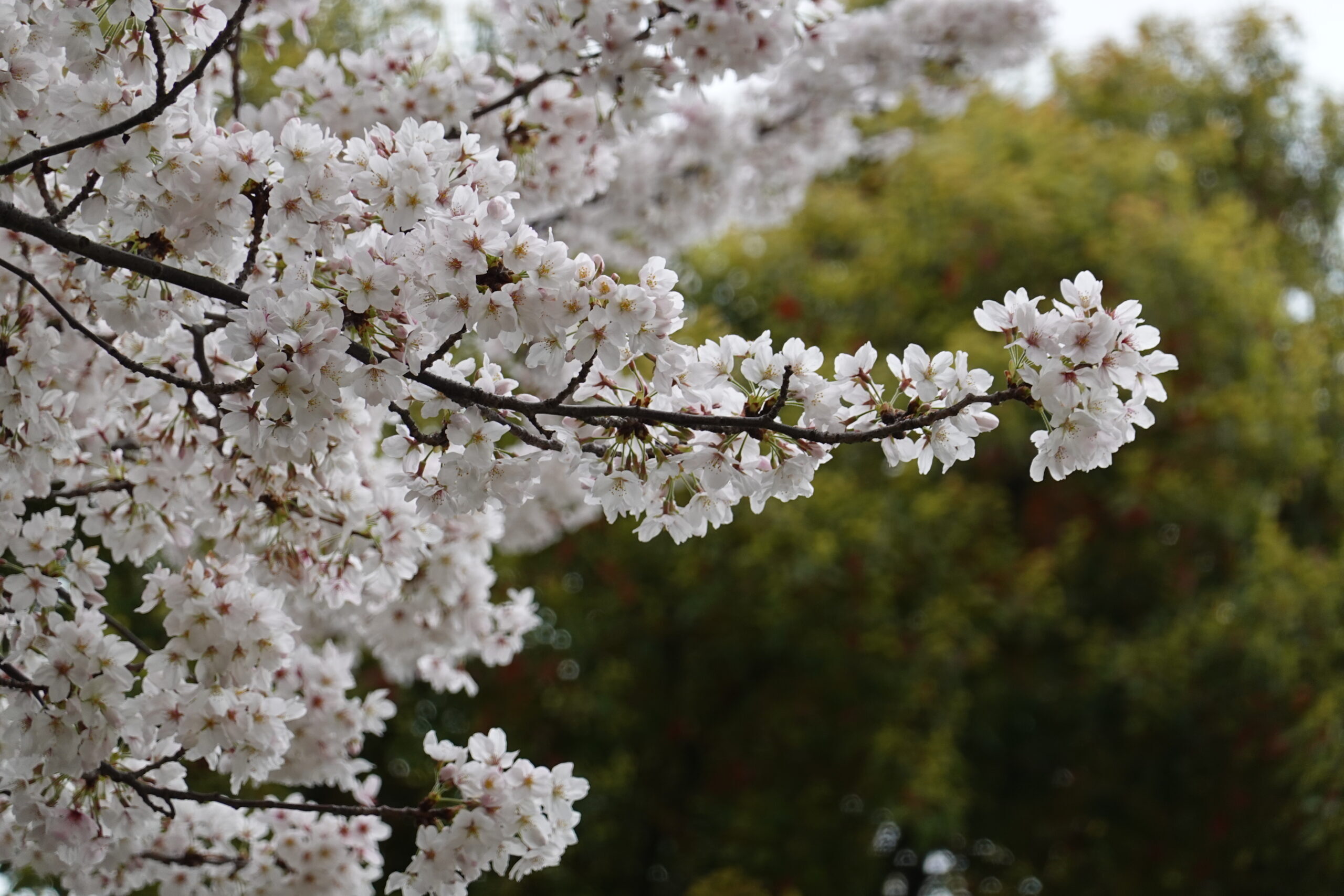 桜、満開です